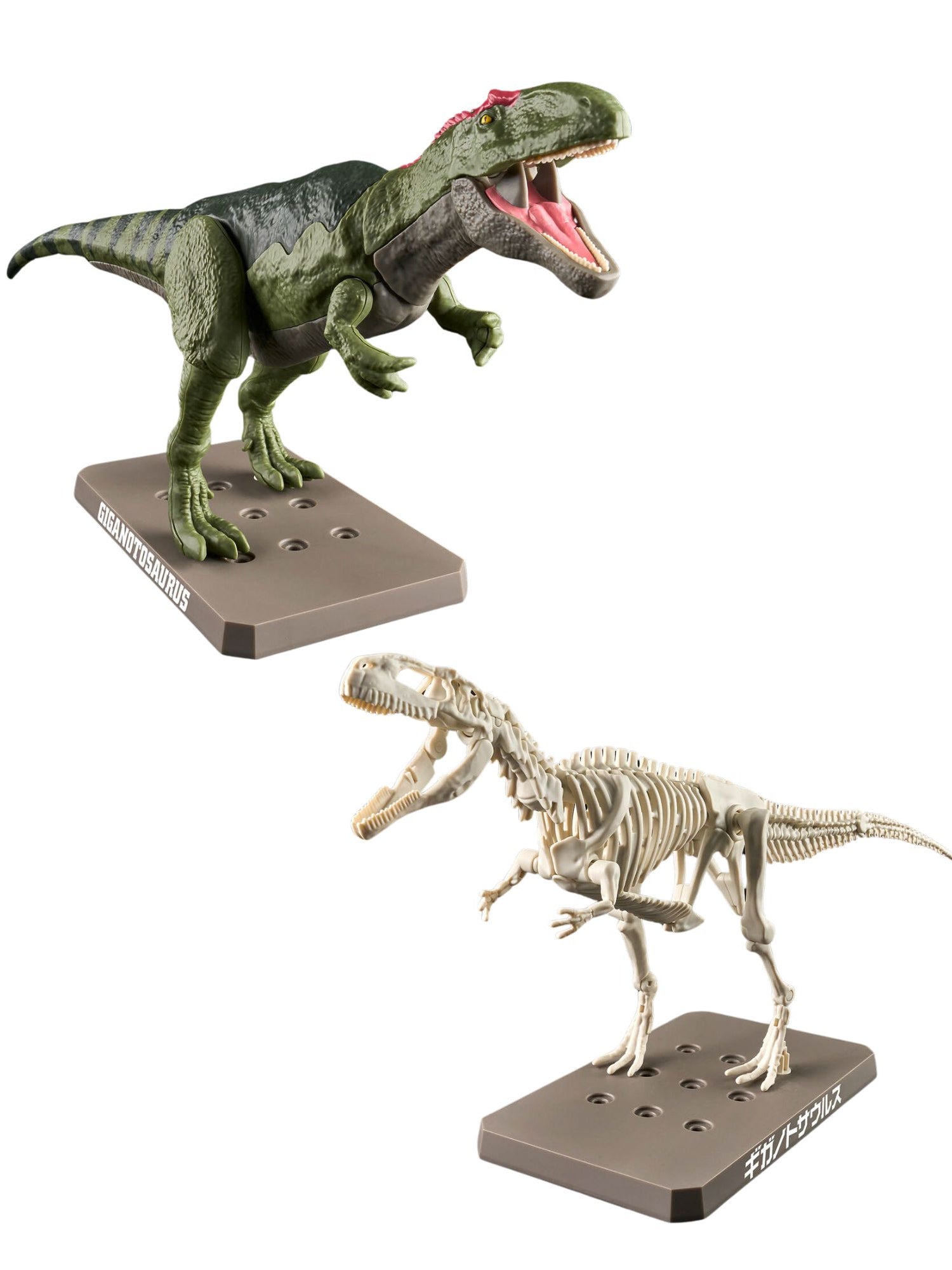 Planosaurus Giganotosaurus