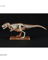 PLANNOSAURUS Dinosaurs Tyrannosaurus